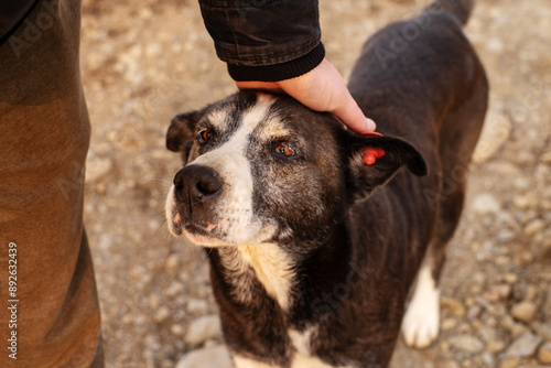 Close-up portrait of a sad lonely dog ​​with wounds on his face cuddling up to a man on the street. Homeless animals on the street 