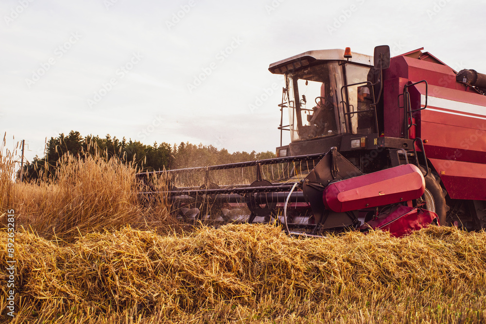 Fototapeta premium Combine harvester in the field reaps wheat at sunset in summer. Agricultural work 