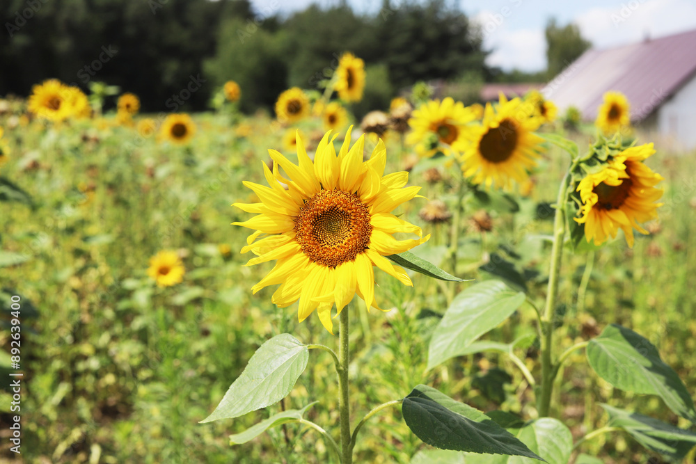 Beautiful field of sunflowers in the countryside. Beautiful field of sunflowers in the countryside.