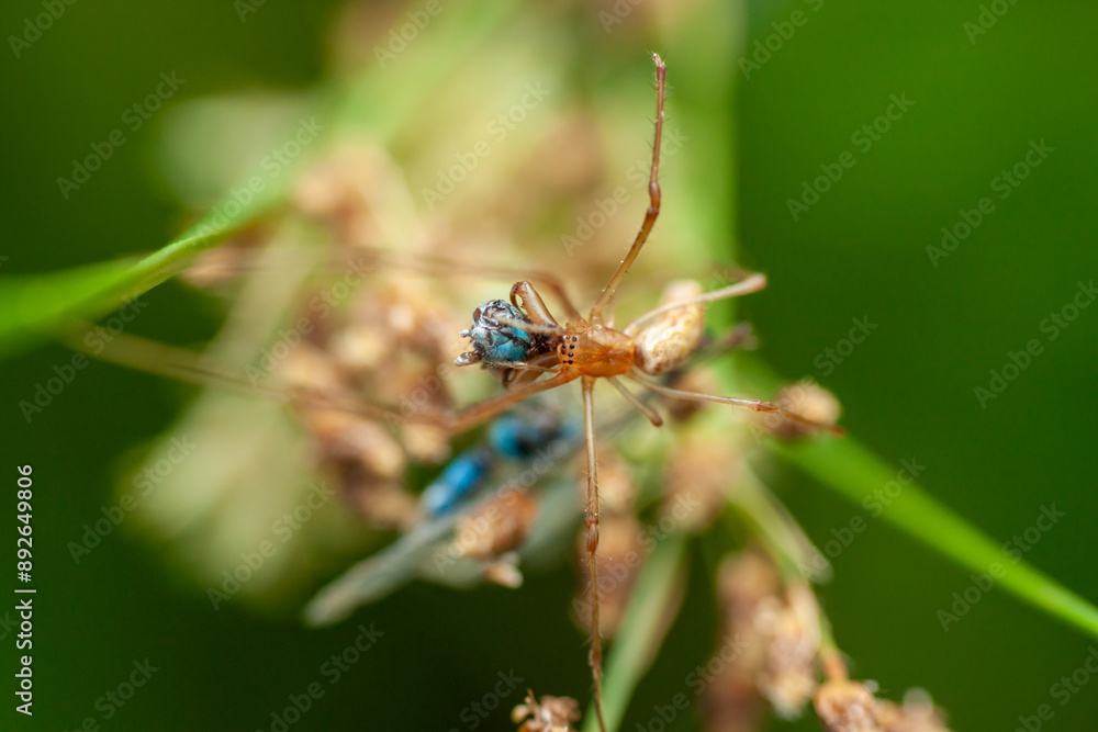 A closeup photo of White Jaw spider with kill A closeup photo of White Jaw spider with kill