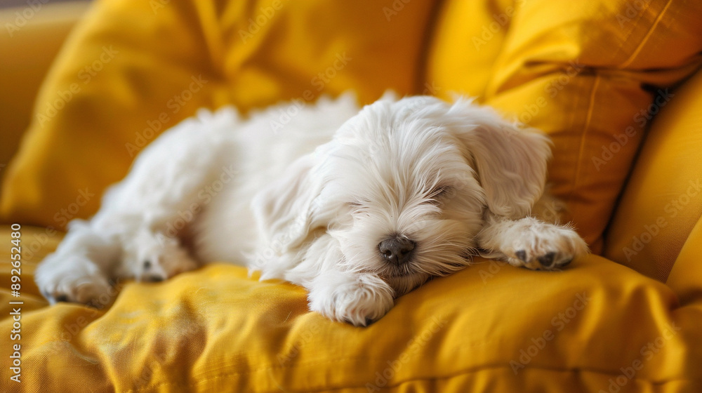 cute white puppy sleeping on the bed cute white puppy sleeping on the bed