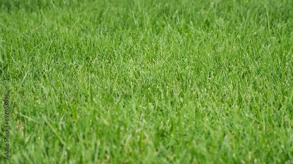 Fresh bright green grass on the lawn in sunny weather on street in park or courtyard. City urban area. Landscaping of small town in summer time. Decorating outdoor with natural plants. Fresh bright green grass on the lawn in sunny weather on street in park or courtyard. City urban area. Landscaping of small town in summer time. Decorating outdoor with natural plants.