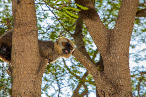 Red-bellied Lemur - Eulemur rubriventer, Cute primate.