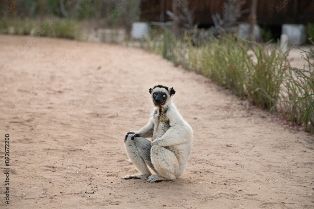Obraz premium Verreaux's white sifaka with dark head Madagascar island fauna.
