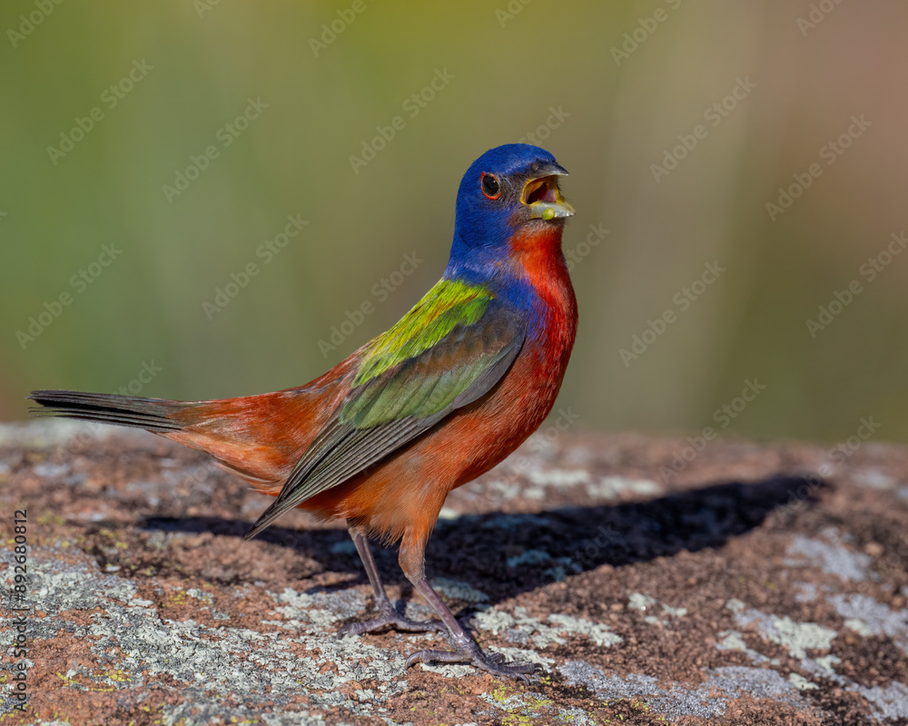 Obraz premium Male Painted Bunting