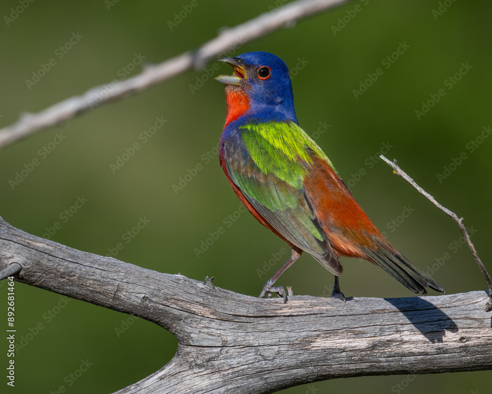 Male Painted Bunting Male Painted Bunting