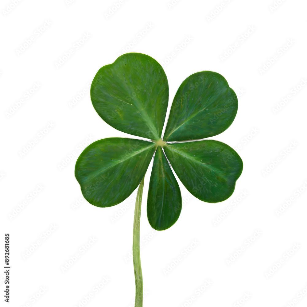 lucky green clover and shamrock isolated on transparent background lucky green clover and shamrock isolated on transparent background