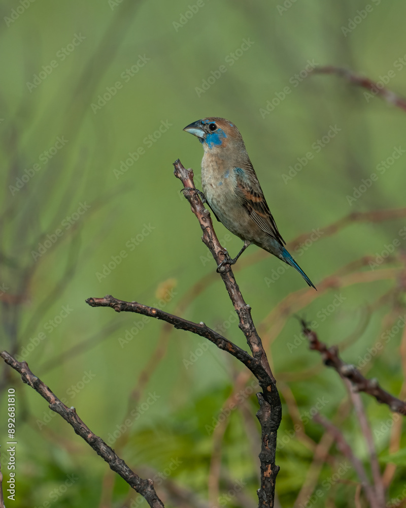 Immature Male Blue Grosbeak Immature Male Blue Grosbeak