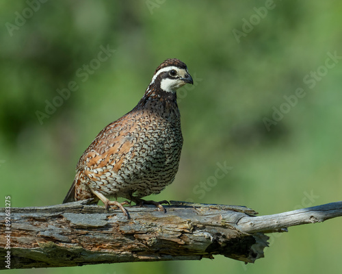 Male Northern Bobwhite Quail