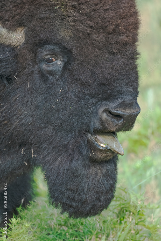 Bull Bison Bull Bison