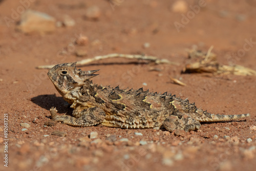 Texas Horned Lizard also known as a Horny Toad