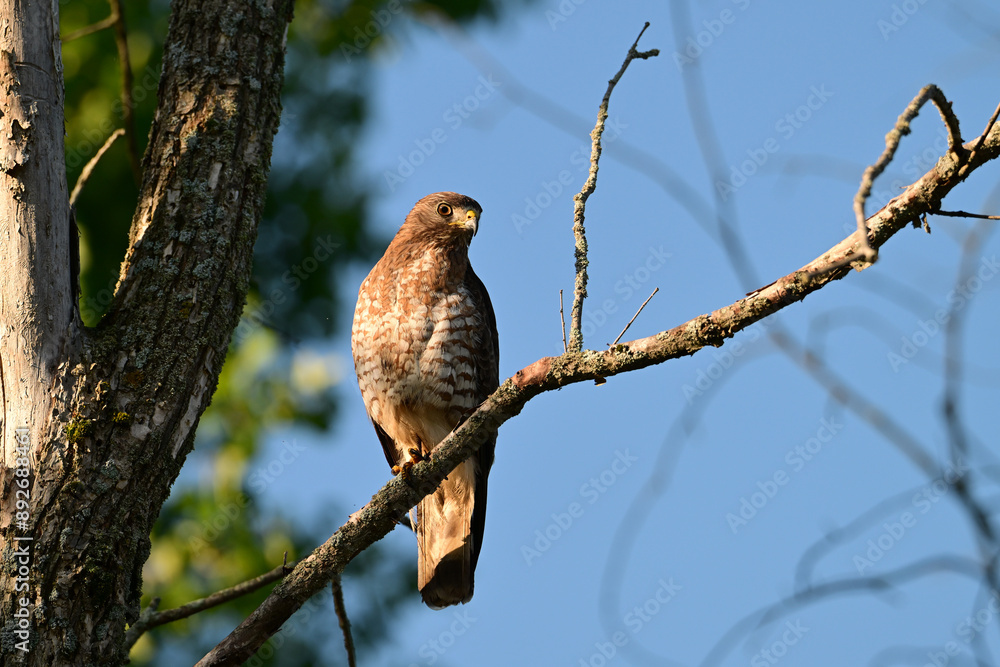 A Broad-winged Hawk sits perched on a branch hunting for food along the edge of a forest A Broad-winged Hawk sits perched on a branch hunting for food along the edge of a forest