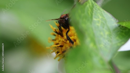 Insect and flowers in garden.