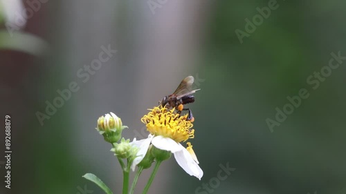Insect and flowers in garden.