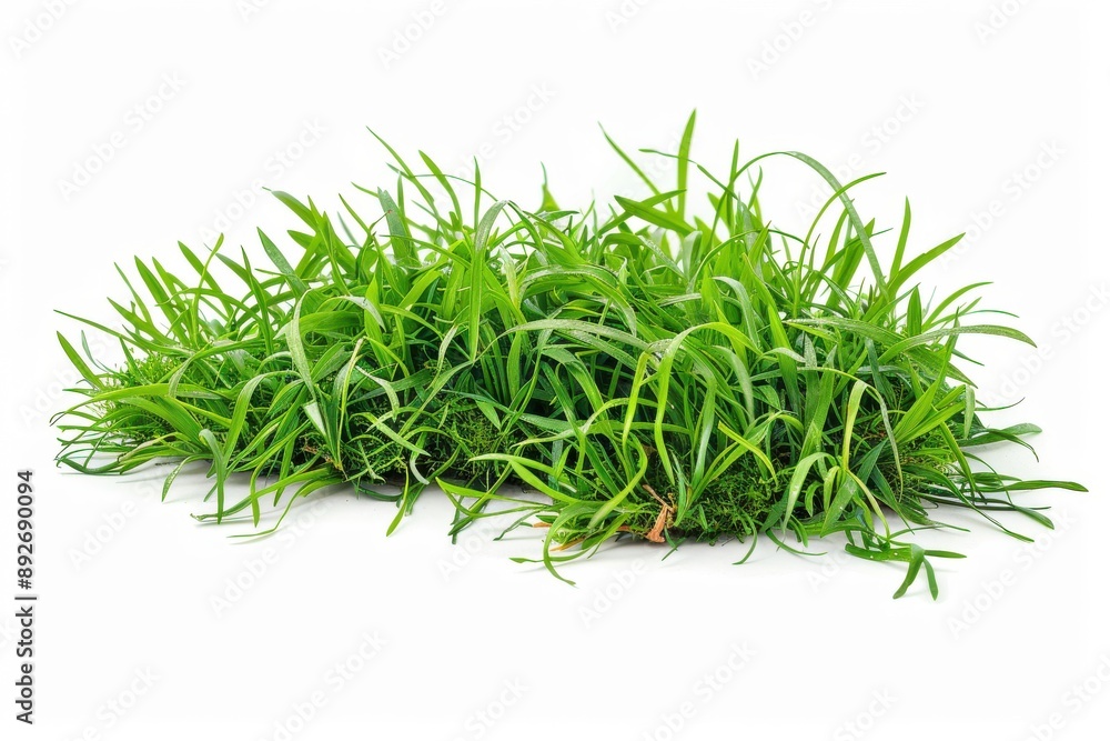 Fresh green grass patch, excised from a lawn Fresh green grass patch, excised from a lawn