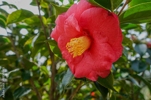 Red Camellia in Garden