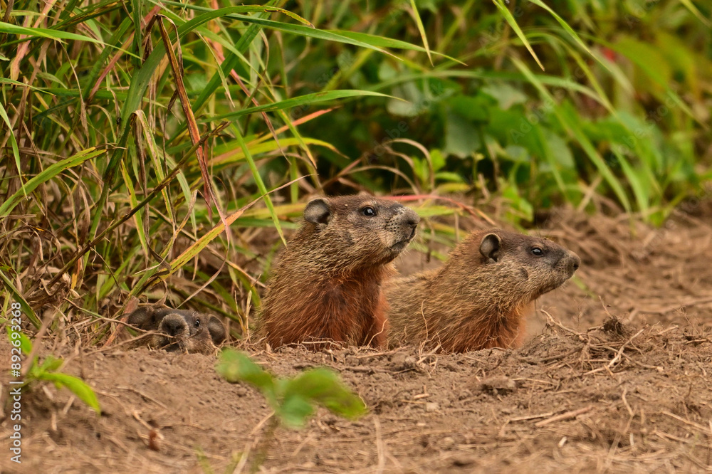 Three baby groundhogs explore the outside of their den along the edge of a wind row of an agriculture field Three baby groundhogs explore the outside of their den along the edge of a wind row of an agriculture field