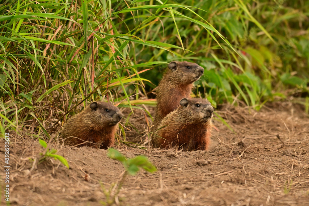 Three baby groundhogs explore the outside of their den along the edge of a wind row of an agriculture field Three baby groundhogs explore the outside of their den along the edge of a wind row of an agriculture field