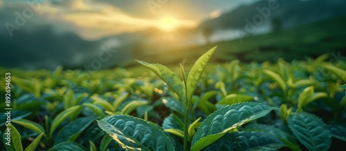 Emerald Green Longjing Tea Leaves Flattened Under the Sun photo