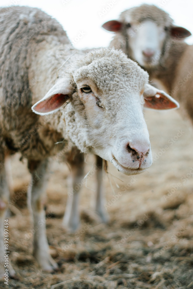 Obraz premium portrait of a sheep