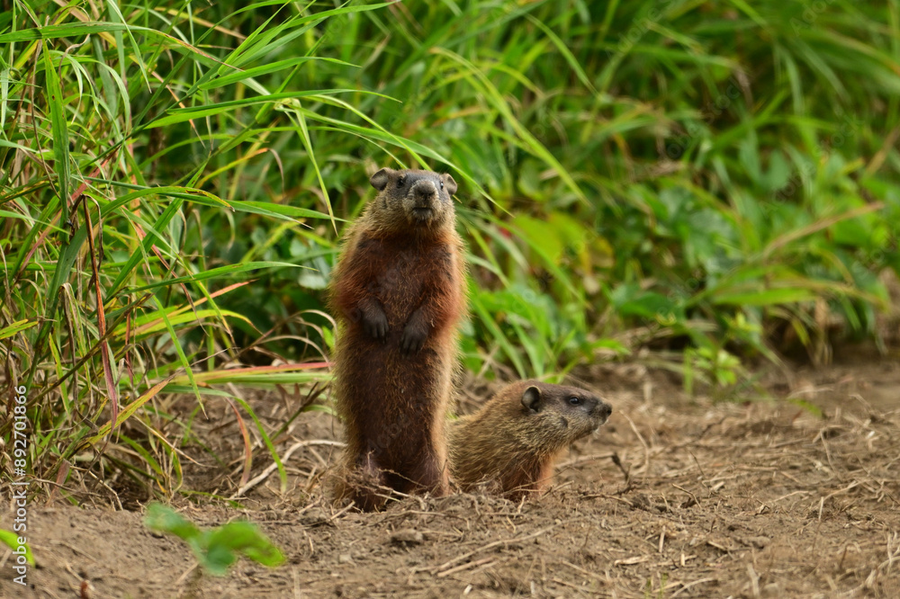 Two baby groundhogs explore the outside of their den along the edge of a wind row of an agriculture field Two baby groundhogs explore the outside of their den along the edge of a wind row of an agriculture field
