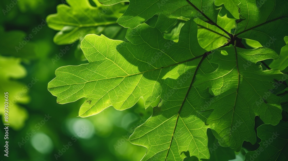 Lush oak leaves in summer Lush oak leaves in summer