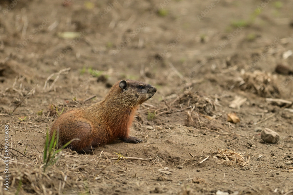 A baby groundhog explore the outside of its den along the edge of a wind row of an agriculture field A baby groundhog explore the outside of its den along the edge of a wind row of an agriculture field