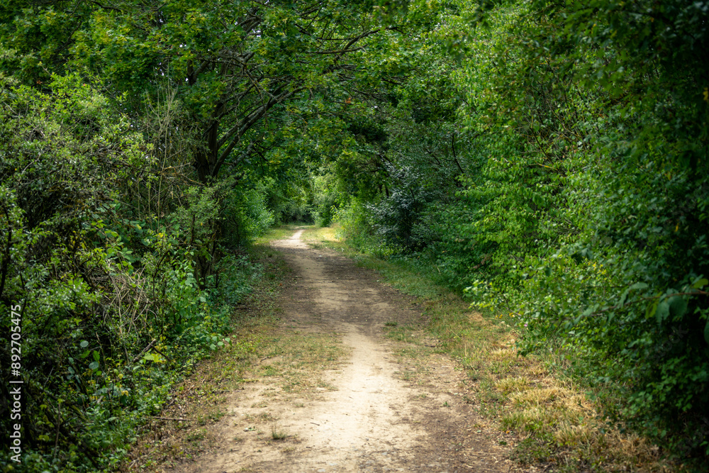 Empty walkway through a beautiful green nature with no people around Empty walkway through a beautiful green nature with no people around