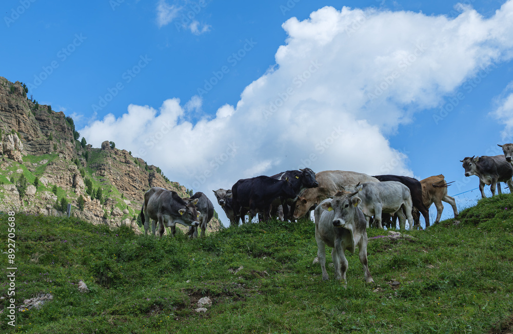 Seiser Alm (Italian: Alpe di Siusi, Ladin: Mont Sëuc) is a Dolomite plateau. Animals grazing