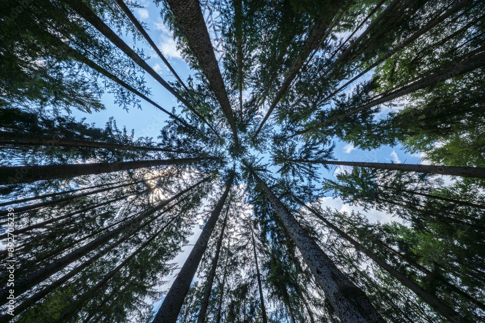 Fototapeta premium In a dense forest, admire tall trees reaching towards the sky, offering a majestic perspective