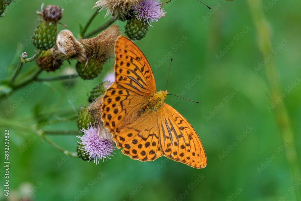 A vibrant butterfly is peacefully resting on purple wildflowers in the natural environment A vibrant butterfly is peacefully resting on purple wildflowers in the natural environment