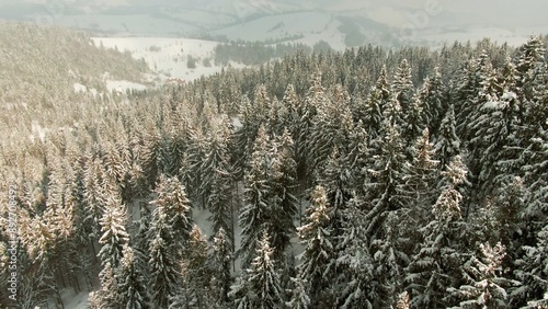 Aerial view upper branches of tree during frosty winter day - drone aerial view.