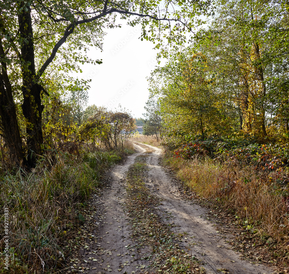Fototapeta premium Dense forest against the sky. Beautiful landscape of trees and road in the forest