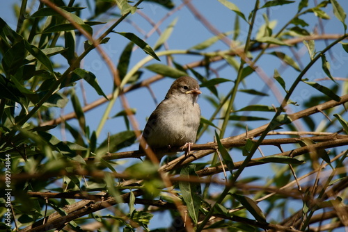 Młody wróbelek