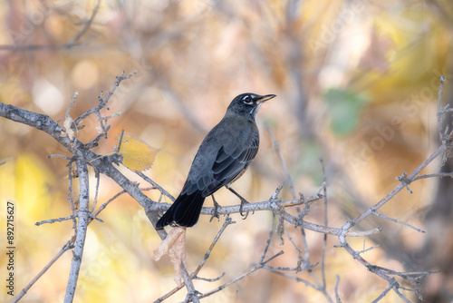 American Robin (Vanessa atalanta ssp. rubria) Perched on Branch in Colorado During Autumn