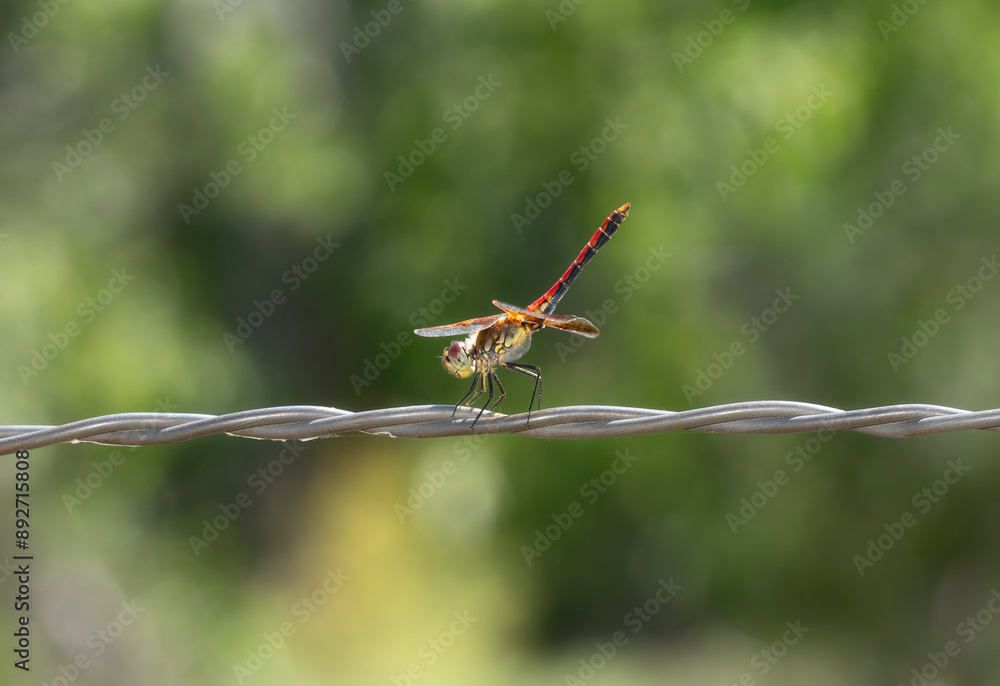 Band-Winged Meadowhawk Dragonfly (Sympetrum semicinctum) Perched on Wire in Colorado Band-Winged Meadowhawk Dragonfly (Sympetrum semicinctum) Perched on Wire in Colorado