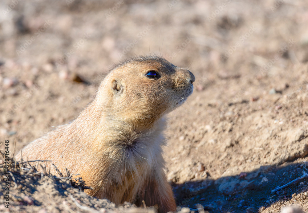 A Black-Tailed Prairie Dog (Cynomys ludovicianus) Peering Out Of Its Burrow In Colorado A Black-Tailed Prairie Dog (Cynomys ludovicianus) Peering Out Of Its Burrow In Colorado