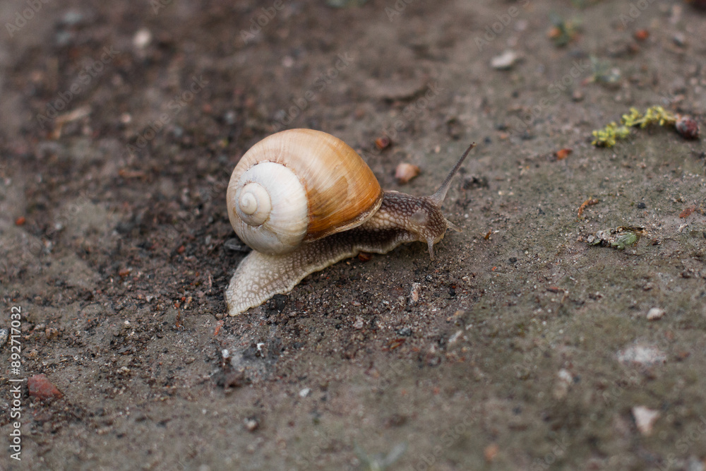 close-up of a snail crawling on the ground close-up of a snail crawling on the ground