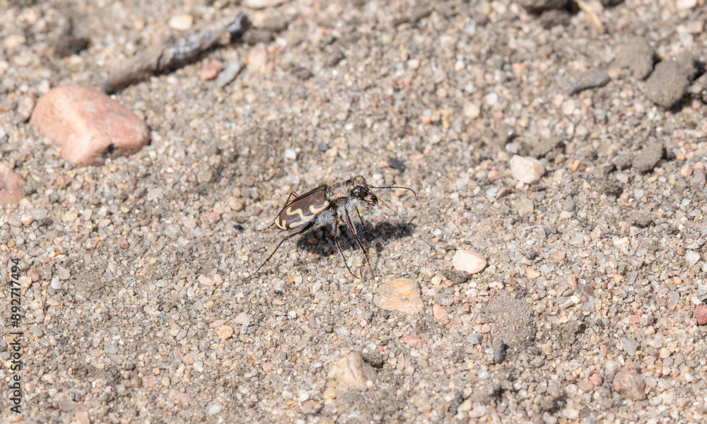 Obraz premium Bronzed Tiger Beetle (Cicindela repanda) On Sandy Ground In Colorado