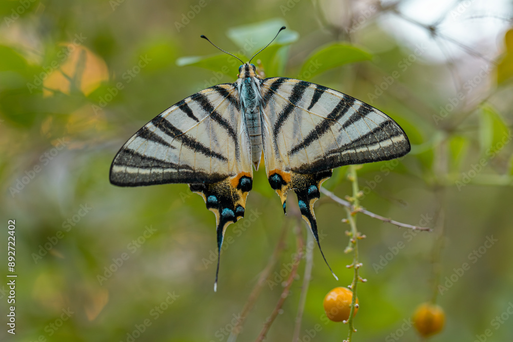 Plum Swallowtail butterfly (Iphiclides podalirius)
