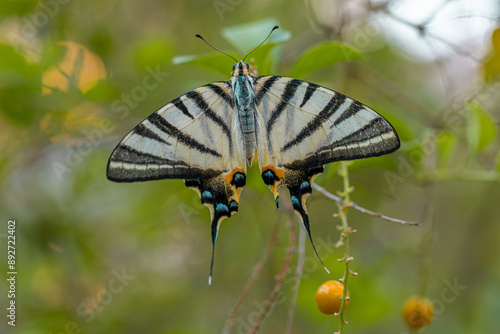 Obraz na płótnie Plum Swallowtail butterfly (Iphiclides podalirius) w salonie