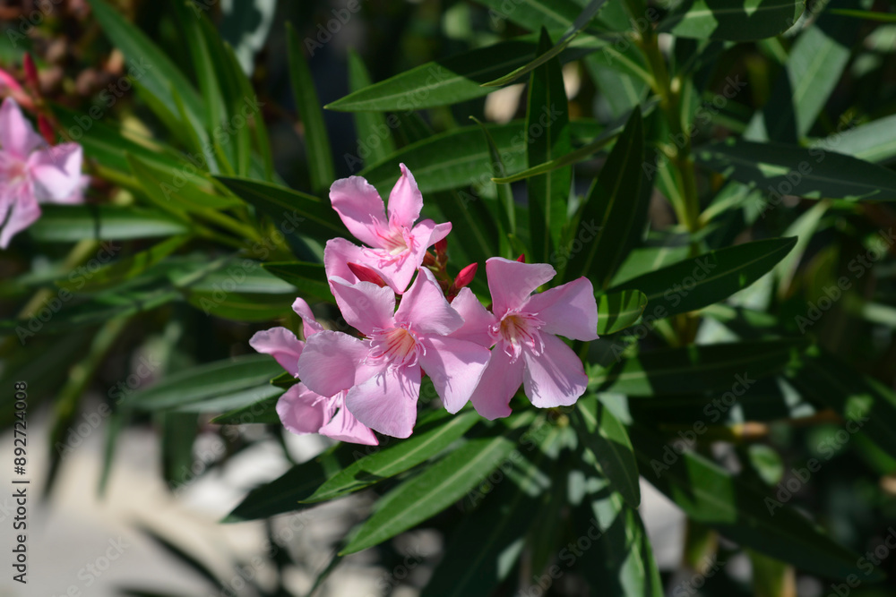 Obraz premium Common oleander branch with flowers