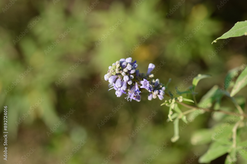 Lilac chaste tree branch with flowers Lilac chaste tree branch with flowers