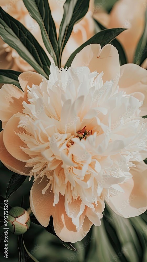 Obraz premium Two pink peony flowers in full bloom surrounded by dark green leaves