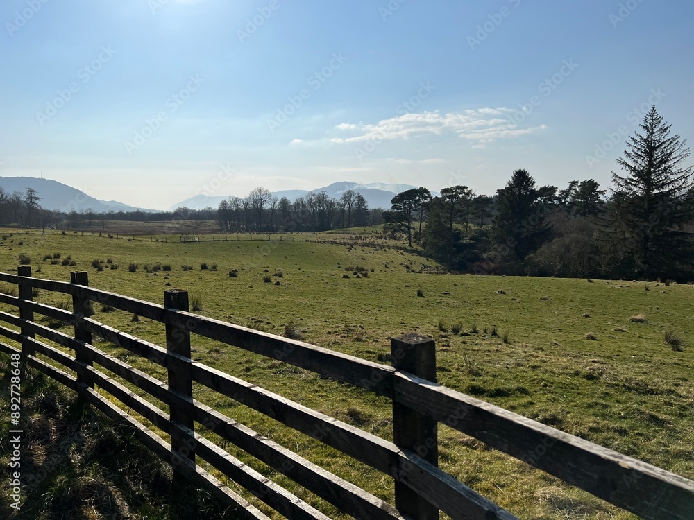 Fototapeta premium horses in the field