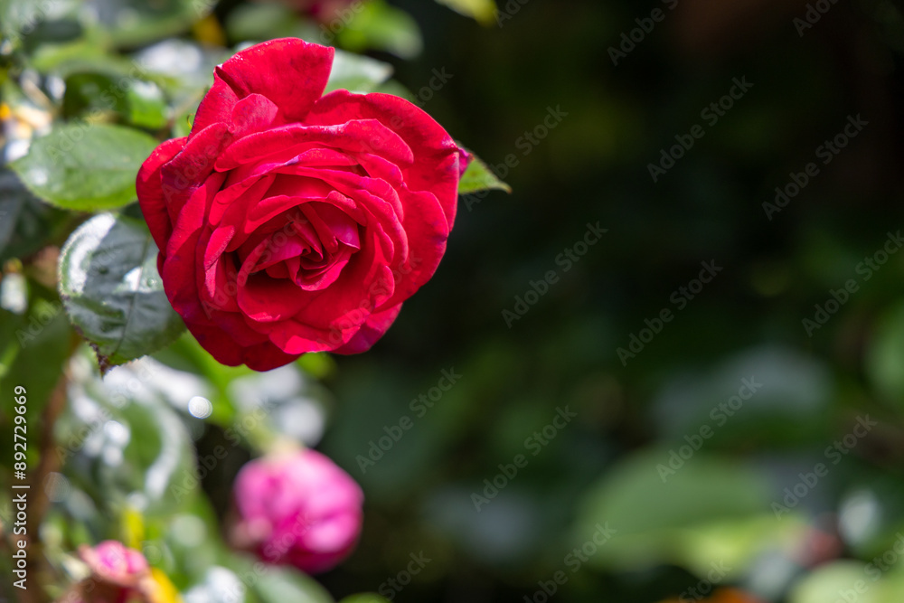A red rose is the main focus of the image A red rose is the main focus of the image