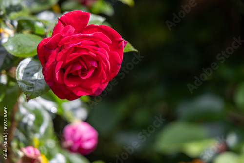 A red rose is the main focus of the image