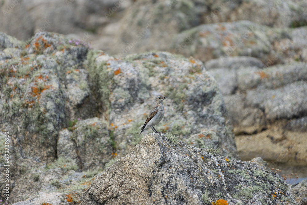 L'oiseau camouflage L'oiseau camouflage