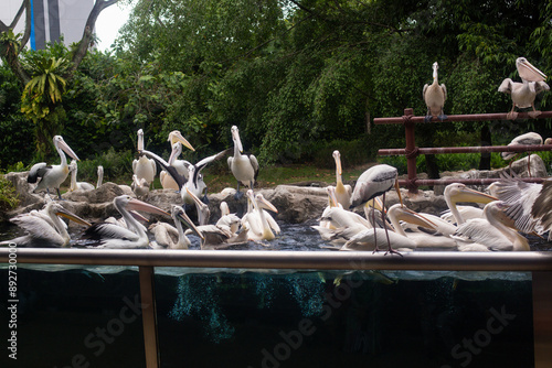 a group of pelicans swim in an artificial pool in the nature reserve