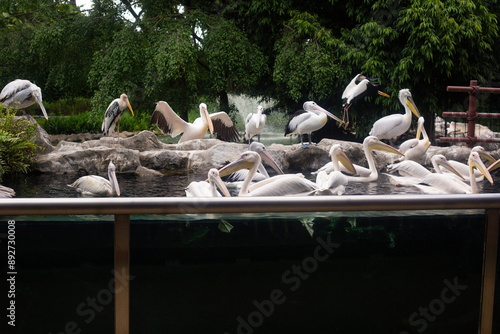 a group of pelicans swim in an artificial pool in the nature reserve